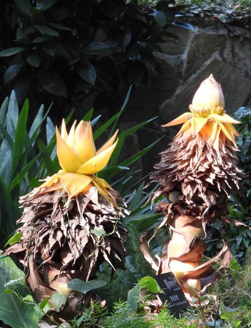 地涌金莲的养植方法和注意事项，地涌金莲的养殖方法-第3张图片-优品飞百科