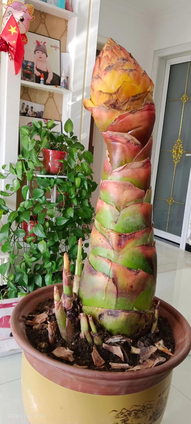 地涌金莲的养植方法和注意事项，地涌金莲的养殖方法-第6张图片-优品飞百科