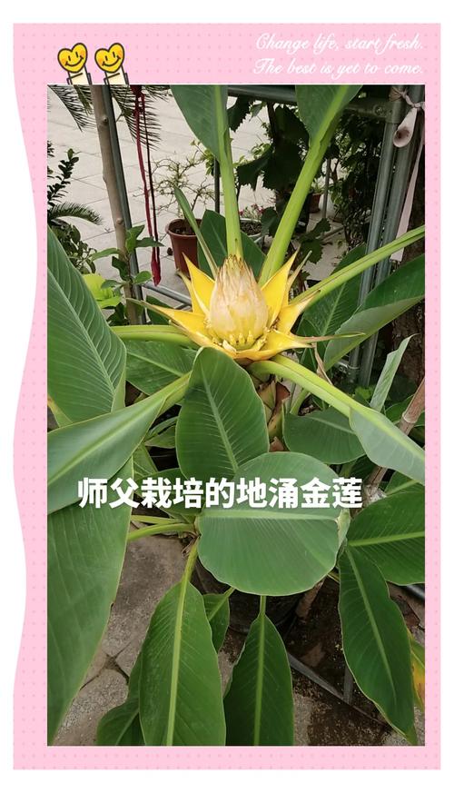 地涌金莲的养植方法和注意事项，地涌金莲的养殖方法-第7张图片-优品飞百科