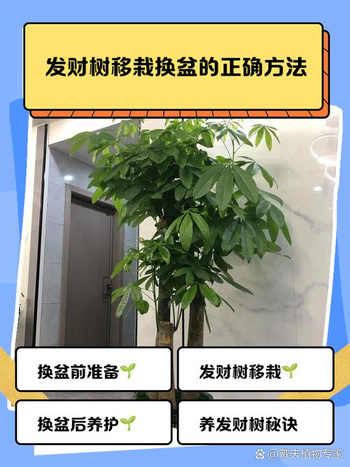 发财树换盆用什么土？发财树换盆用什么土好？