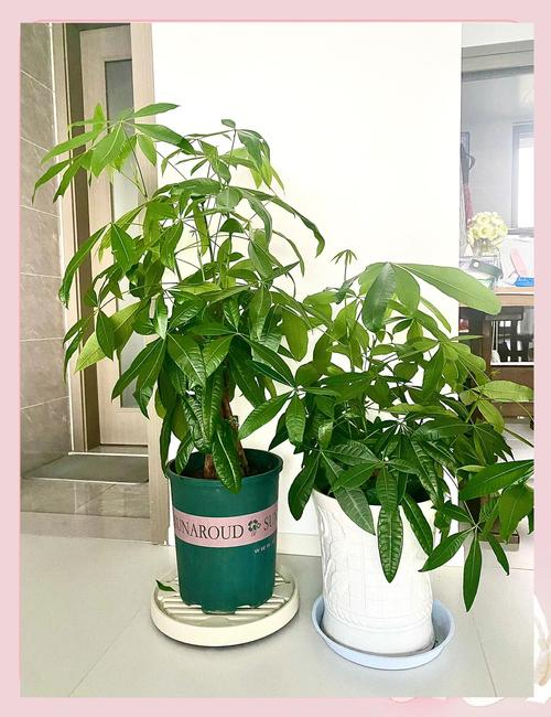 发财树换盆用什么土？发财树换盆用什么土好？-第5张图片-优品飞百科