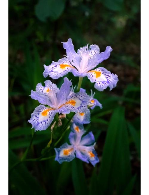 扁竹兰怎么养，扁竹兰盆景图片-第1张图片-优品飞百科