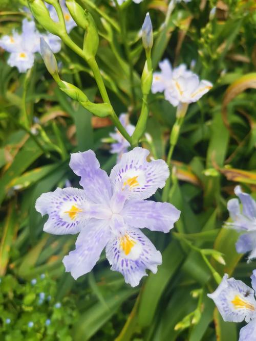 扁竹兰怎么养，扁竹兰盆景图片-第2张图片-优品飞百科