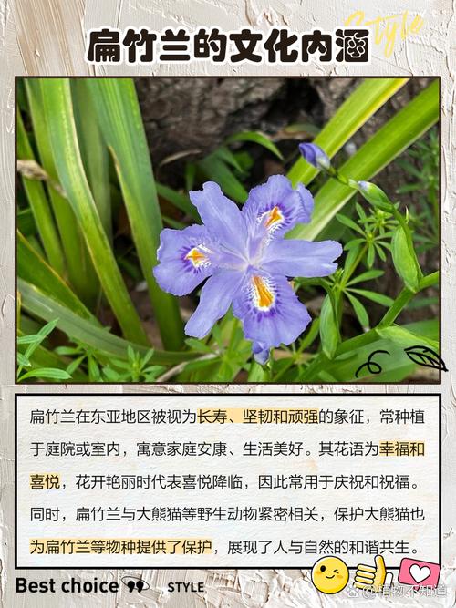 扁竹兰怎么养，扁竹兰盆景图片-第3张图片-优品飞百科