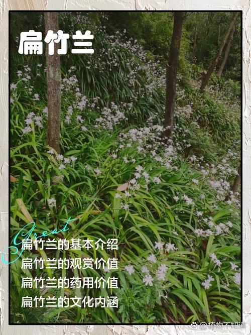 扁竹兰怎么养，扁竹兰盆景图片-第4张图片-优品飞百科