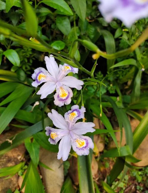 扁竹兰怎么养，扁竹兰盆景图片-第5张图片-优品飞百科