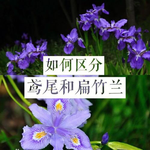 扁竹兰怎么养，扁竹兰盆景图片-第6张图片-优品飞百科