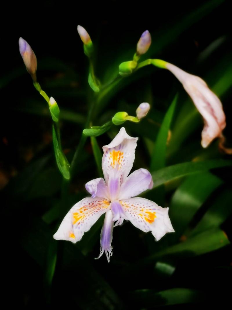 扁竹兰怎么养，扁竹兰盆景图片-第7张图片-优品飞百科