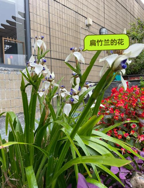 扁竹兰怎么养，扁竹兰盆景图片-第8张图片-优品飞百科