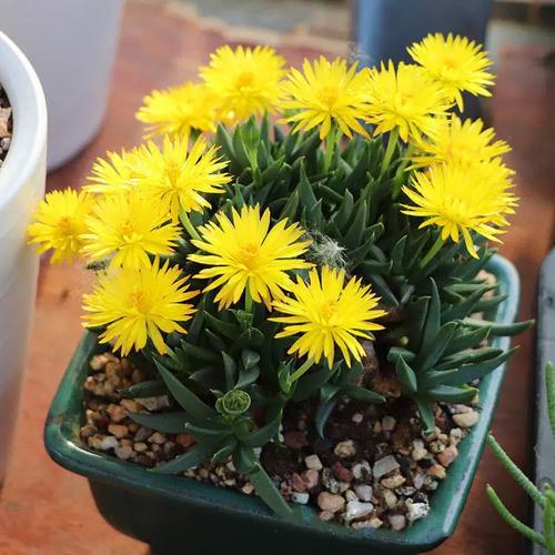 佛手掌怎么爆盆，佛手掌花怎么养