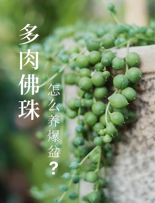 佛手掌怎么爆盆，佛手掌花怎么养-第2张图片-优品飞百科