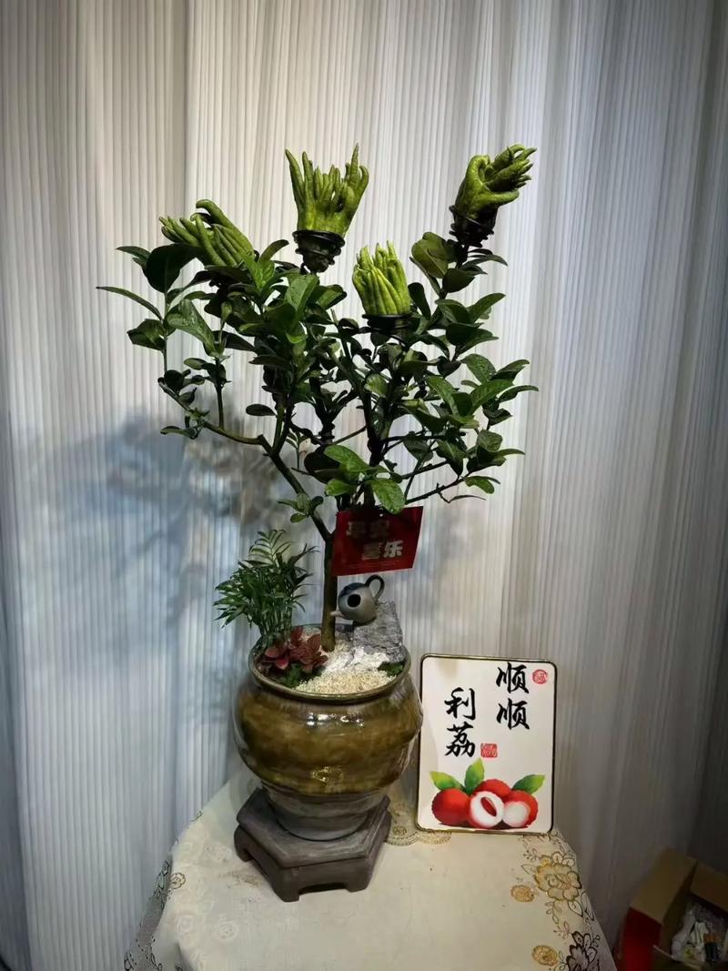 佛手掌怎么爆盆，佛手掌花怎么养-第3张图片-优品飞百科