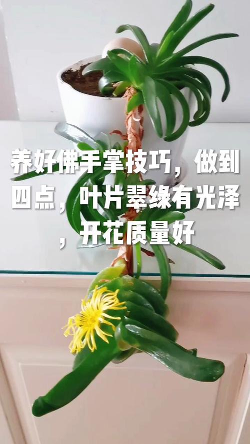 佛手掌怎么爆盆，佛手掌花怎么养-第4张图片-优品飞百科