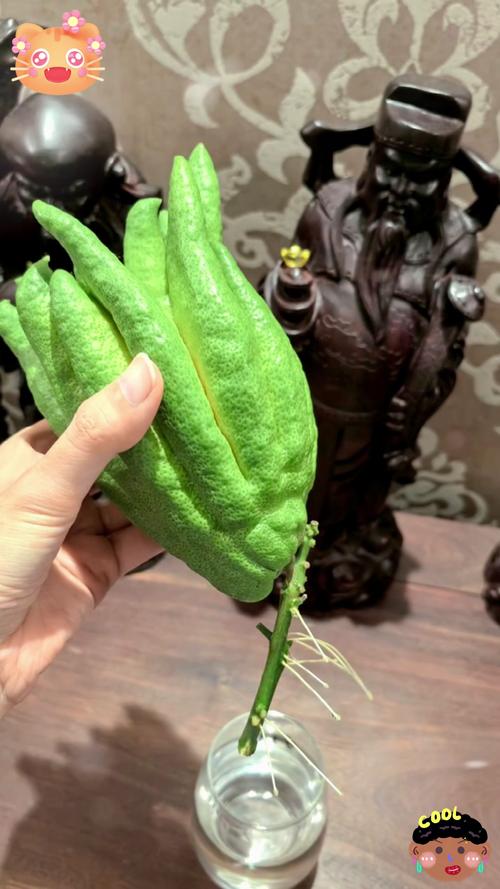 佛手掌怎么爆盆，佛手掌花怎么养-第5张图片-优品飞百科