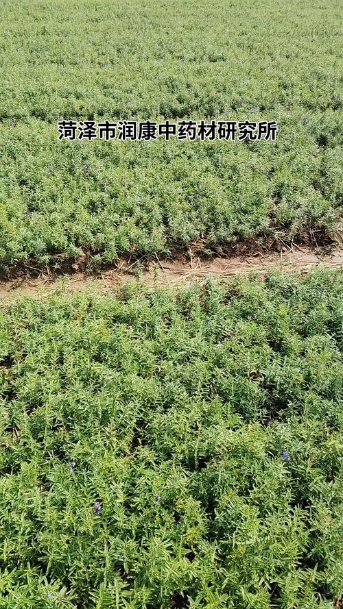 黄芩的种植方法及条件，黄芩的种植方法及条件图片？