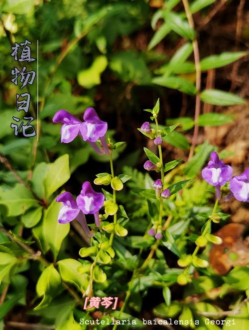 黄芩的种植方法及条件，黄芩的种植方法及条件图片？-第2张图片-优品飞百科