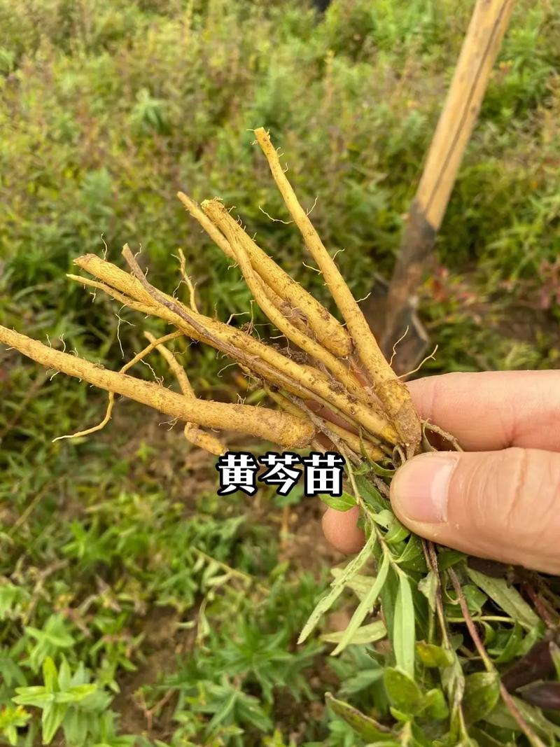 黄芩的种植方法及条件，黄芩的种植方法及条件图片？-第3张图片-优品飞百科