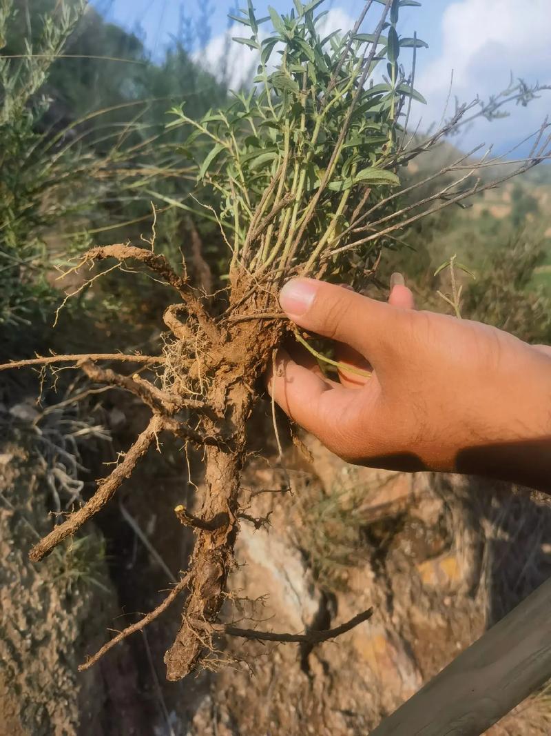 黄芩的种植方法及条件，黄芩的种植方法及条件图片？-第4张图片-优品飞百科