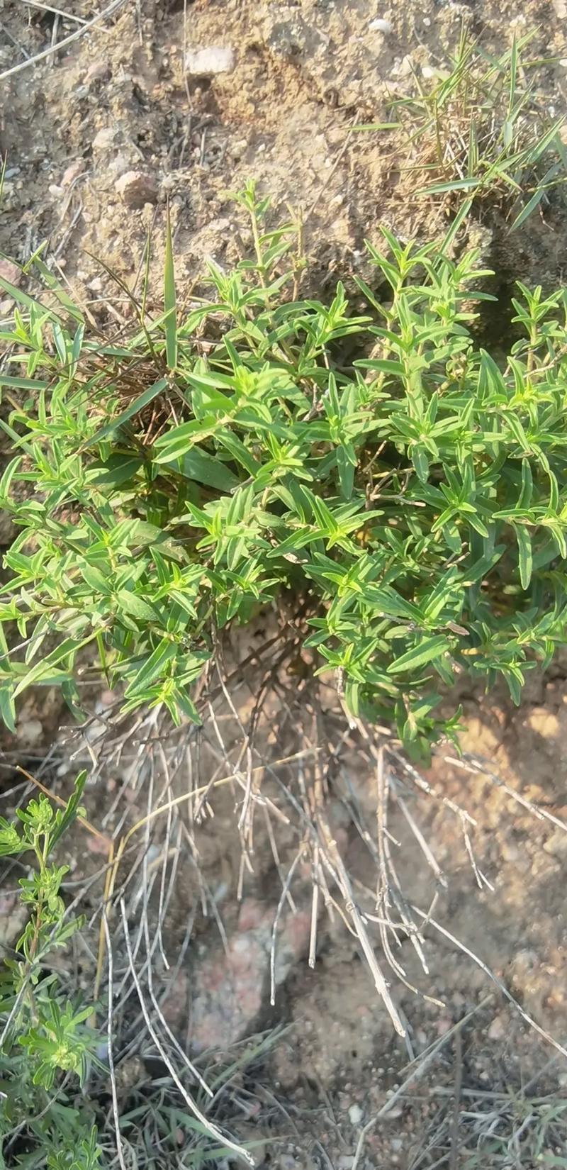 黄芩的种植方法及条件，黄芩的种植方法及条件图片？-第5张图片-优品飞百科