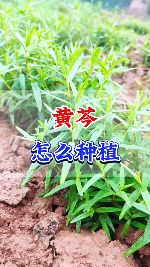 黄芩的种植方法及条件，黄芩的种植方法及条件图片？-第6张图片-优品飞百科