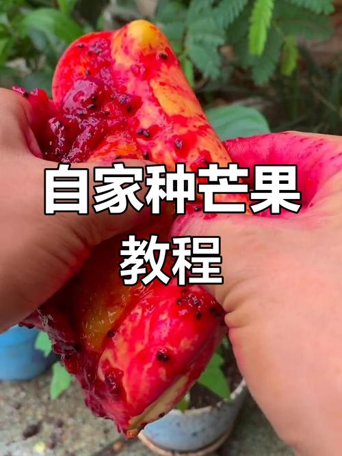 芒果种子怎么种，芒果的种子是什么-第1张图片-优品飞百科