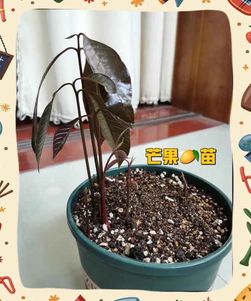 芒果种子怎么种，芒果的种子是什么-第2张图片-优品飞百科
