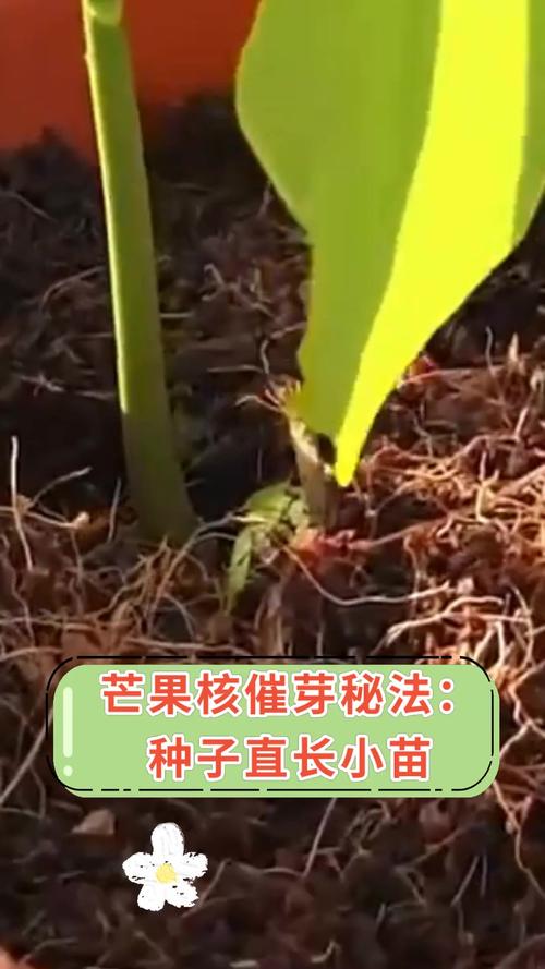 芒果种子怎么种，芒果的种子是什么-第3张图片-优品飞百科