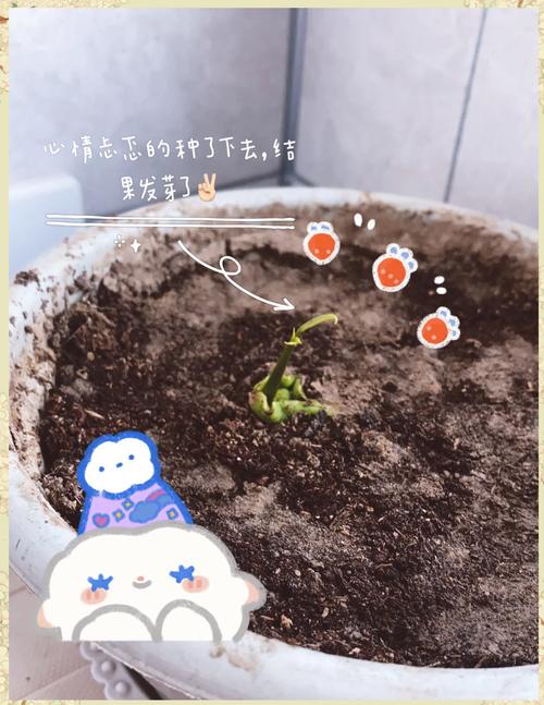 芒果种子怎么种，芒果的种子是什么-第5张图片-优品飞百科