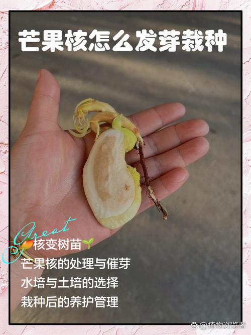 芒果种子怎么种，芒果的种子是什么-第4张图片-优品飞百科