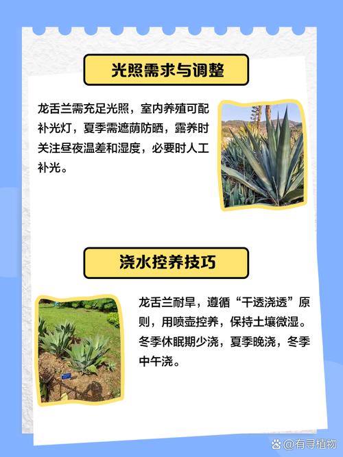 龙舌兰盆栽怎么养，龙舌兰绿植怎么养？-第1张图片-优品飞百科