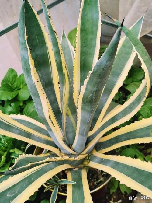 龙舌兰盆栽怎么养，龙舌兰绿植怎么养？-第2张图片-优品飞百科