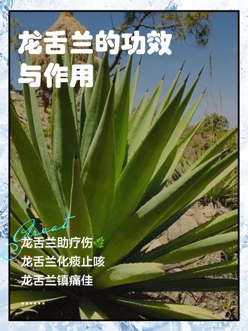 龙舌兰盆栽怎么养，龙舌兰绿植怎么养？-第3张图片-优品飞百科