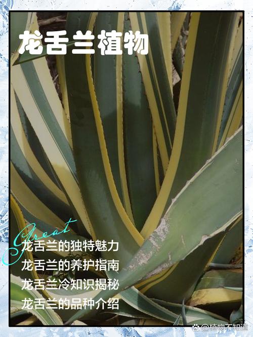 龙舌兰盆栽怎么养，龙舌兰绿植怎么养？-第4张图片-优品飞百科