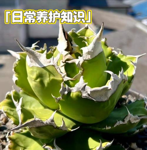 龙舌兰盆栽怎么养，龙舌兰绿植怎么养？-第5张图片-优品飞百科