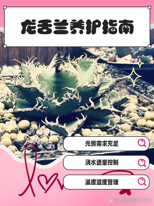 龙舌兰盆栽怎么养，龙舌兰绿植怎么养？-第6张图片-优品飞百科