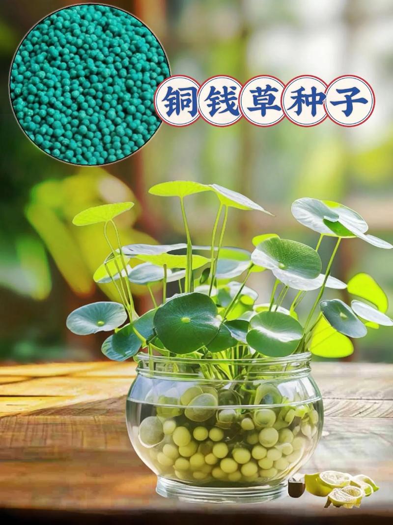 铜钱草土培转水培的方法，怎么把土培铜钱草变水培