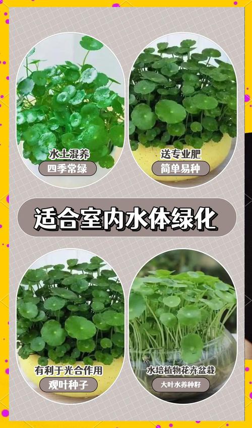 铜钱草土培转水培的方法，怎么把土培铜钱草变水培-第2张图片-优品飞百科
