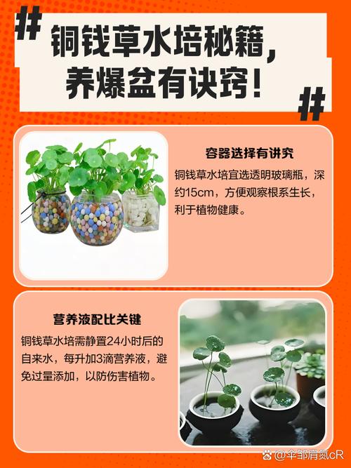 铜钱草土培转水培的方法，怎么把土培铜钱草变水培-第3张图片-优品飞百科