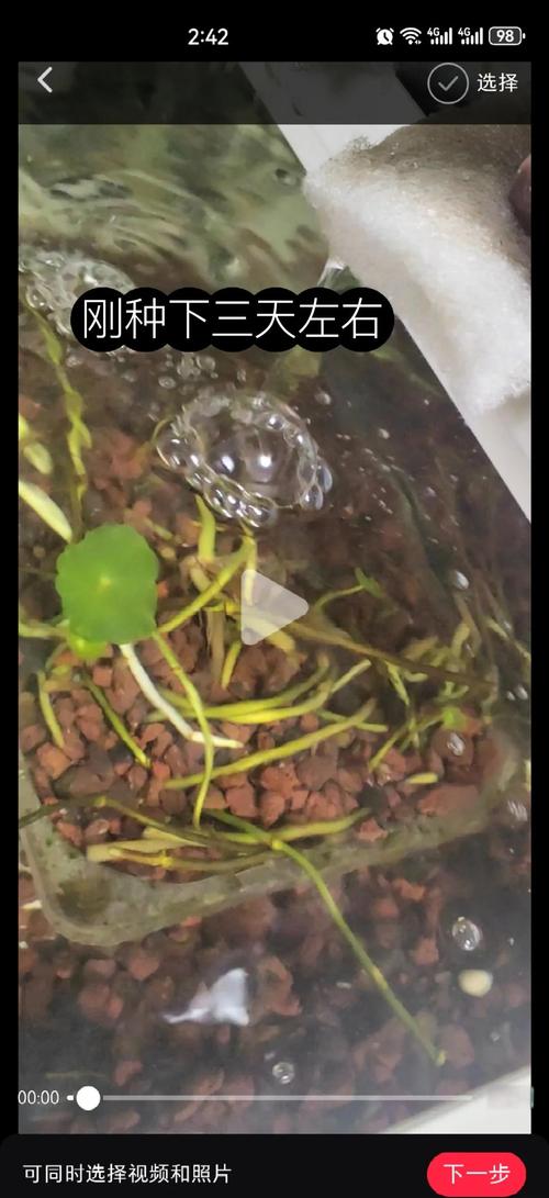 铜钱草土培转水培的方法，怎么把土培铜钱草变水培-第4张图片-优品飞百科