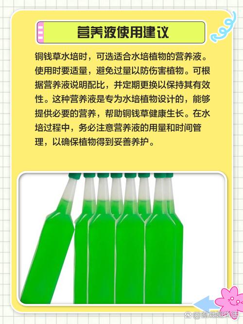 铜钱草土培转水培的方法，怎么把土培铜钱草变水培-第5张图片-优品飞百科