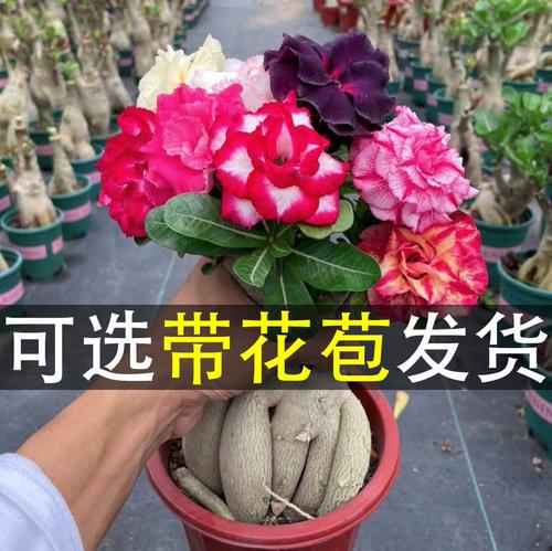 沙漠玫瑰用啥盆，沙漠玫瑰选盆？