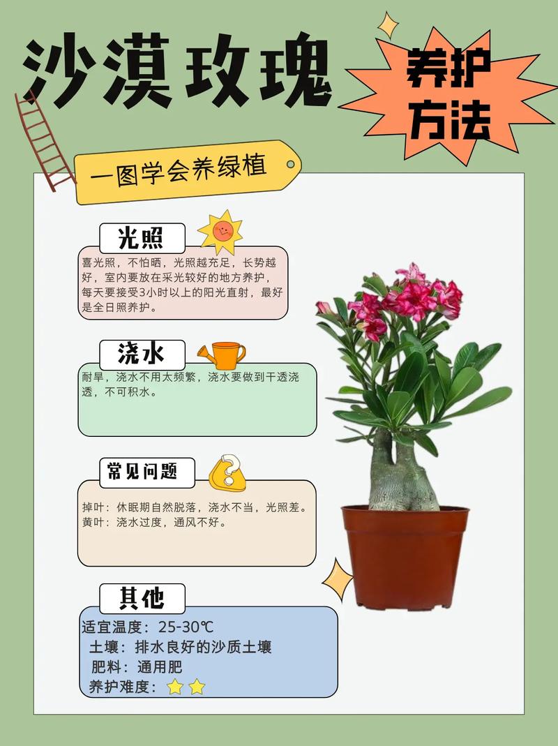 沙漠玫瑰用啥盆，沙漠玫瑰选盆？-第2张图片-优品飞百科