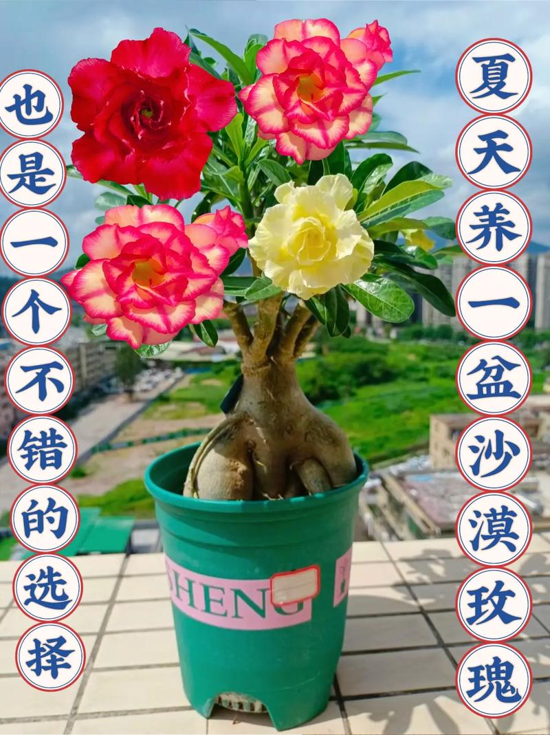 沙漠玫瑰用啥盆，沙漠玫瑰选盆？-第3张图片-优品飞百科