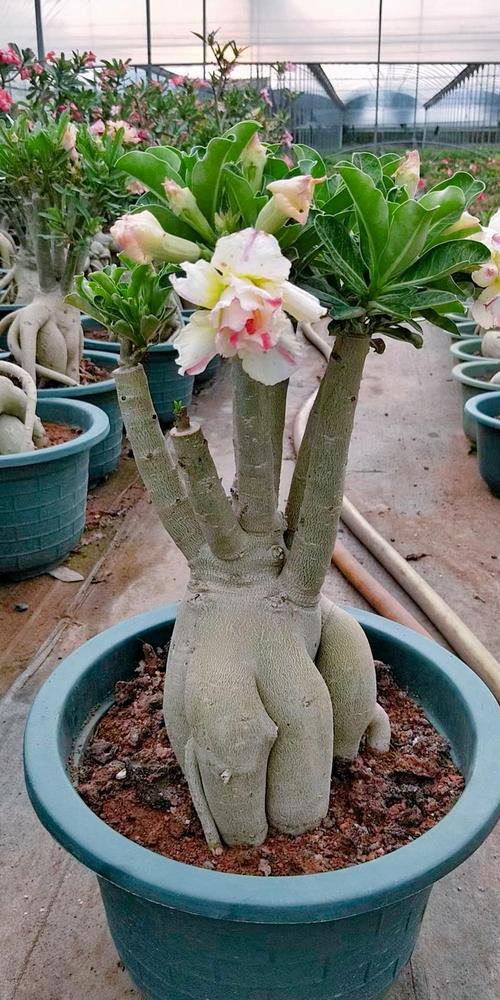 沙漠玫瑰用啥盆，沙漠玫瑰选盆？-第4张图片-优品飞百科