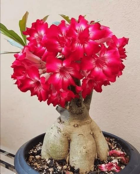 沙漠玫瑰用啥盆，沙漠玫瑰选盆？-第5张图片-优品飞百科