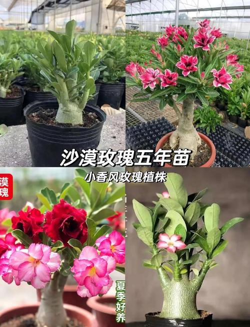 沙漠玫瑰用啥盆，沙漠玫瑰选盆？-第6张图片-优品飞百科