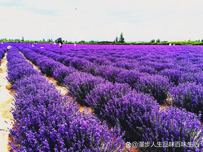 薰衣草什么时候开？上海薰衣草什么时候开？-第1张图片-优品飞百科