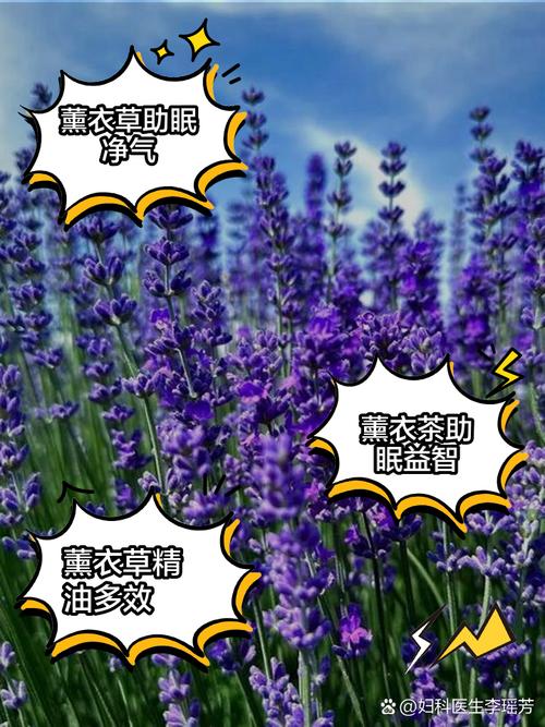 薰衣草什么时候开？上海薰衣草什么时候开？-第2张图片-优品飞百科