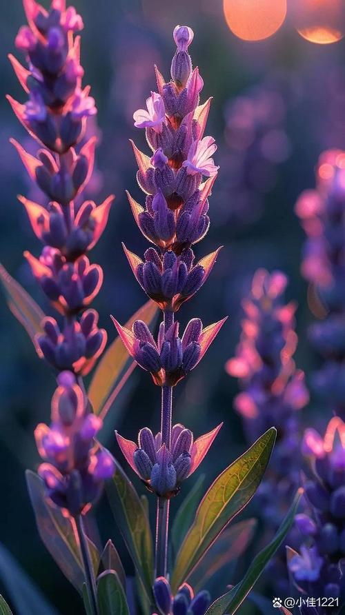 薰衣草什么时候开？上海薰衣草什么时候开？-第3张图片-优品飞百科