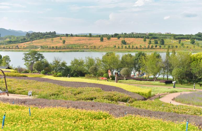 薰衣草什么时候开？上海薰衣草什么时候开？-第4张图片-优品飞百科